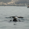 Glattwale in der Bucht vor der Peninsula Valdés