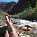 Regeneration am Colorado River
