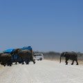Elefanten direkt vor dem Auto