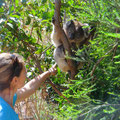 Koala zum Anfassen im Tower Hill NP
