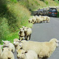 massig (fotogene)  Schafe gibt es auch