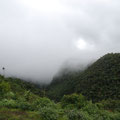 Der Cloud Forest