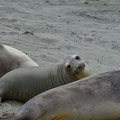 Piedras Blancas, San Simeon [California/USA]