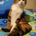 Pisanka