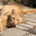Jerry