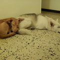 Tito und Luna