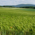 Getreidefelder, entlang unserer Route bei Agiez