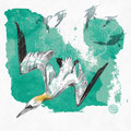 Basstölpel, Vektor-Illustration, www.akiroell.de