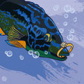 Bunter Fisch, Bretagne, mit Diamantring, Vektor Illustration, www.akiroell.de