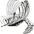 Walskelett, Oliver Dirr, Walfahrt, Illustration