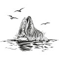 Auftauchender Buckelwal, Oliver Dirr, Walfahrt, Illustration