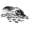 Pottwal Fluke, Oliver Dirr, Walfahrt, Illustration