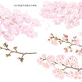 2025年度版学校案内挿絵　桜