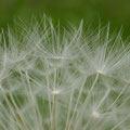 Pusteblume