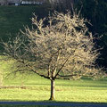 Baum im Kanton Schwyz