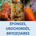 Vidéos éponges, bryozoaires & urochordés
