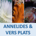 Vidéos annélides et vers plats