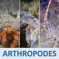 Vidéos arthropodes, crustacés