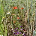Blumenbunt zwischen dem Getreide: Kamille, Frauenspiegel, Mohn (Bild: K. Weddeling)