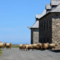 Fortress Louisbourg