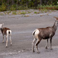 Alaska (Alcan) Hwy