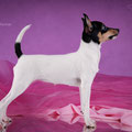 Щенки той-фокстерьера в питомнике Терра Балтика