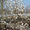 Yulan-Magnolie (Magnolia denudata)