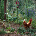 Maison Nadine: free range happy chicken