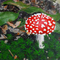 2021.Vliegenzwam, 14x14 (acryl)