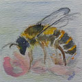 2017.Bij in Bloesem 9x9  