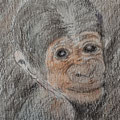 2021.Gorillababy op 5 maart geboren in Apenheul 10x10 (aquarelkleurpotloden)