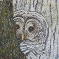 2020.Uil achter boom 14x14 (pastel op grijs papier)