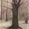 2017.Bos in de winter 30x40 (pastel)naar Sientje Mesdag-van Houten