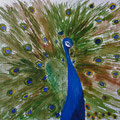 2021.Pauw 20x30