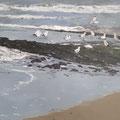 2020. Meeuwen op Vlieland (acryl)