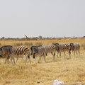 Zebras auf dem Weg zum Wasserloch im Etoshapark