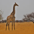 Diese Giraffe stand minutenlang für uns Modell
