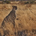 Ein Gepard in der Nähe von Keetmanshoop