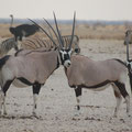 Oryx-Antilopen, das Wappentier Namibias