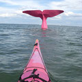 LA queue de baleine quand elle était encore assortie à la couleur de mon kayak !! ©FredG