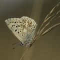 Foto: Peter Liebthal