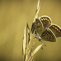 Foto: Peter Liebthal