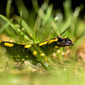 Foto: Horst Klink