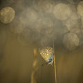 Foto: Peter Liebthal