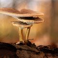 Foto: Peter Liebthal
