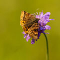 Foto: Uwe Schmietainski (Braune Tageule)