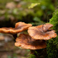Foto: Elke Odrich-Liebthal 