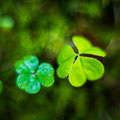 Foto: Peter Liebthal