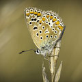 Foto: Peter Liebthal