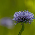 Kugelblume - Foto: Uwe Schmietainski